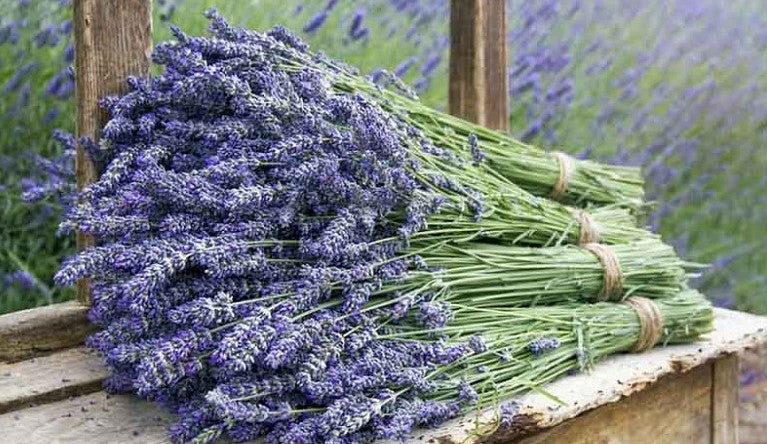 Is lavender good for rash?
